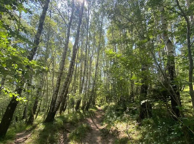 Sanmari_forest Brvnara